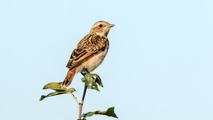 Fototapeta premium robin on a branch