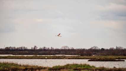 wild life inside the Po River Lagoon during the winter season, Rovigo, Italy