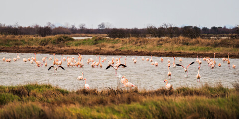 Fototapeta premium wild life inside the Po River Lagoon during the winter season, Rovigo, Italy