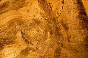 background of freshly cut wood