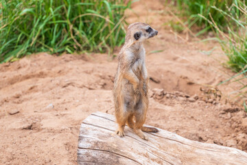 Meerkat, Suricata suricatta, on hind legs. Portrait of meerkat standing on hind legs with alert expression. Portrait of a funny meerkat sitting on its hind legs.