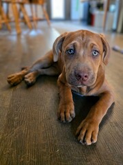 portrait of a puppy with beautiful eyes lying on the floor