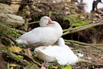 Obraz premium The Pekin or White Pekin is an American breed of domestic duck. 