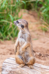 Meerkat, Suricata suricatta, on hind legs. Portrait of meerkat standing on hind legs with alert expression. Portrait of a funny meerkat sitting on its hind legs.