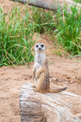 Meerkat, Suricata suricatta, on hind legs. Portrait of meerkat standing on hind legs with alert expression. Portrait of a funny meerkat sitting on its hind legs.
