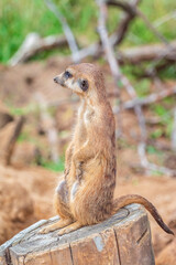 Meerkat, Suricata suricatta, on hind legs. Portrait of meerkat standing on hind legs with alert expression. Portrait of a funny meerkat sitting on its hind legs.