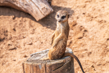 Fototapeta premium Meerkat, Suricata suricatta, on hind legs. Portrait of meerkat standing on hind legs with alert expression. Portrait of a funny meerkat sitting on its hind legs.
