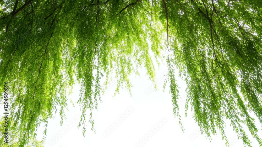 Aufkleber green tree branches willow creating frame over white background