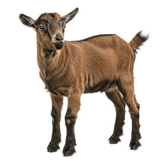 Obraz premium Adorable Young Goat Against Transparent Background