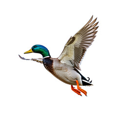 Obraz premium Majestic Mallard Duck Soaring Through the Air