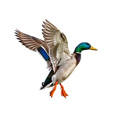 Obraz premium Majestic Mallard Duck in Flight Taking Off