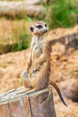 Meerkat, Suricata suricatta, on hind legs. Portrait of meerkat standing on hind legs with alert expression. Portrait of a funny meerkat sitting on its hind legs.
