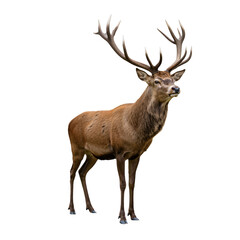 Majestic Red Deer Stag Isolated Against Transparent Background