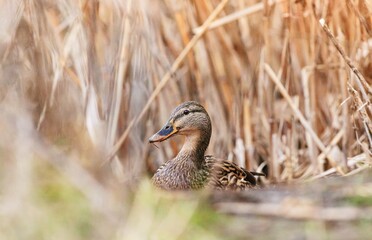At the tranquil Delta Vacaresti, birds showcase their beauty as the morning light filters through the reeds. Quacking ducks glide gracefully across the serene waters, enchanting nature lovers