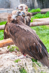 Close-up view portrait of Aegypius monachus (cinereous vulture or Eurasian black vulture) bird with brown plumage