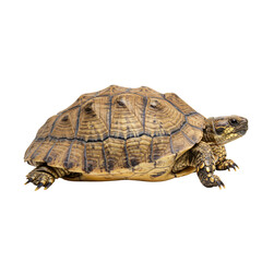 Obraz premium Side view of a tortoise with intricate shell patterns.