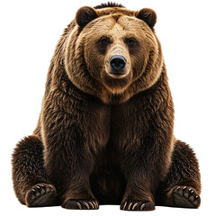 Powerful Brown Bear Sitting, Isolated on Transparent Background