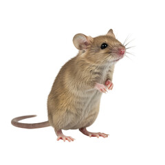 Adorable Little Mouse Standing on its Hind Legs