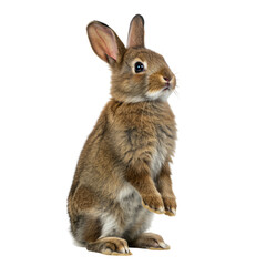 Obraz premium Adorable Brown Rabbit Standing on its Hind Legs