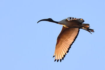 volo al tramonto