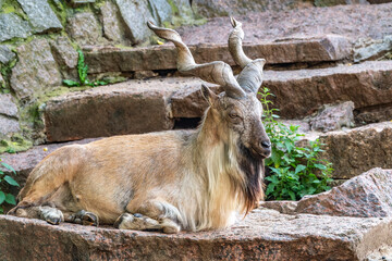 Close-up portrait of Markhor, Capra falconeri, wild goat native to Central Asia, Karakoram and the...