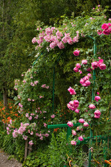 Fototapeta premium Pink roses growing next to a walking path in Monet's garden on a summer day in Giverny, France.