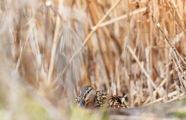 At Delta Vacaresti Natural Park in Bucharest, a curious bird rests among the tall grasses, providing an intimate glimpse into the park's vibrant wildlife