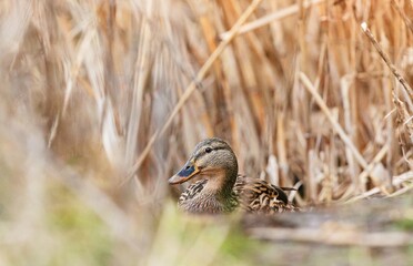 In the stillness of Vacaresti Natural Park, a duck rests among the tall reeds, embodying the peaceful ambiance of Bucharest's vibrant birdlife. Nature enthusiasts enjoy the beauty