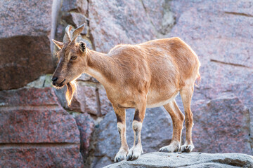Markhor female on the rock. Latin name - Capra falconeri. Wild goat native to Central Asia, Karakoram and the Himalayas