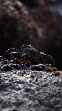 Crab on rock near ocean in Hawaii