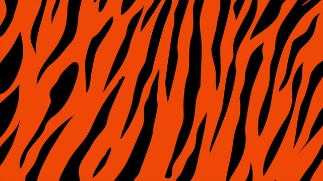 Tiger stripes background on a seamless loop