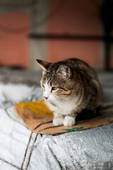 homeless cat