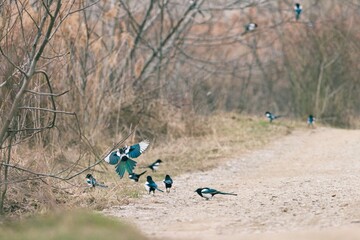 Vibrant birds flit among branches and along a winding path in Delta Vacaresti. The tranquil setting...