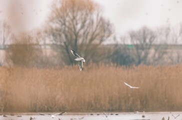 In the serene setting of Vacaresti Natural Park in Bucharest, various birds glide gracefully over the wetlands