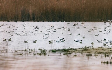 Visitors to Vacaresti Natural Park in Bucharest witness a mesmerizing spectacle as numerous birds take flight, their wings shimmering against the tranquil waters