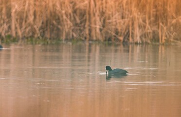 In the tranquil waters of Vacaresti Natural Park, birds gracefully glide while foraging and exploring. The golden hues of dusk create a magical atmosphere for birdwatching enthusiasts