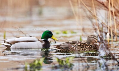 Brightly colored ducks swim side by side in the tranquil waters of Vacaresti Natural Park. Morning light reflects off the surface, creating a peaceful atmosphere perfect for bird watching