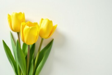 A trio of vibrant yellow tulips arranged on a pristine white backdrop, symbolizing springtime freshness and delicate beauty