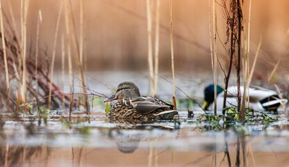 In the serene Vacaresti Natural Park, two ducks gracefully glide on sparkling waters, surrounded by...
