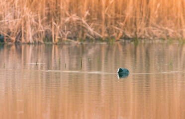 In the heart of Vacaresti Natural Park, a bird swims gracefully through the calm waters