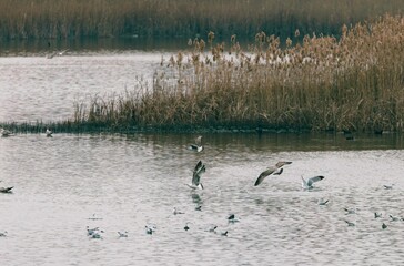 Amidst the serene landscape of Vacaresti Natural Park, various bird species take flight over...
