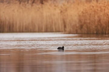 In the serene waters of Vacaresti Natural Park, a solitary bird glides peacefully among the tall...