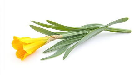Fototapeta premium A diagonal composition of a bright yellow daffodil with its trumpet-shaped center