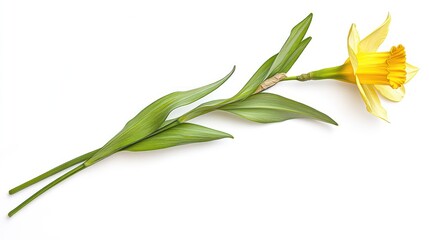 Fototapeta premium A diagonal composition of a bright yellow daffodil with its trumpet-shaped center