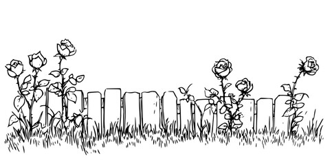 Obraz premium wooden garden fence with roses sketch doodle vector