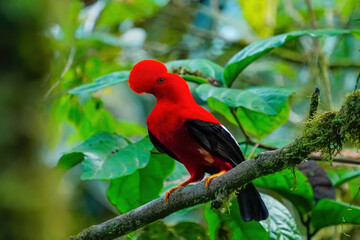 Male Andean cock-of-the-rock sitting in a tree