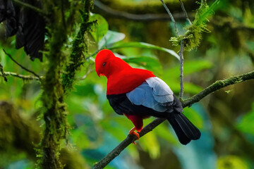Male Andean cock-of-the-rock sitting in a tree