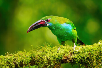 Crimson-rumped toucanet sitting in a tree