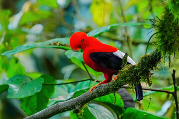 Male Andean cock-of-the-rock sitting in a tree