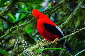 Male Andean cock-of-the-rock sitting in a tree